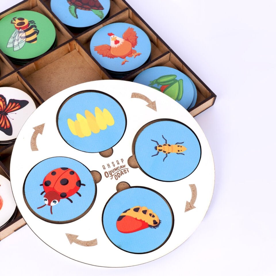Montessori Ahşap Yaşam Döngüsü